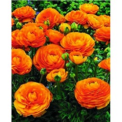 Лютик оранжевый, арт.: 69564