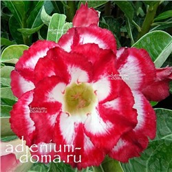 Adenium Obesum Double Flower NEW-265