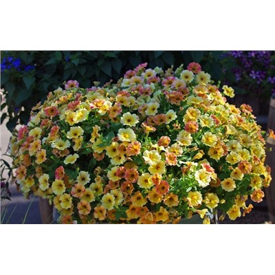 Набор петуний №1