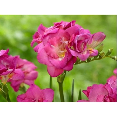 Фрезия махровая розовая "Freesia Pink" 10шт