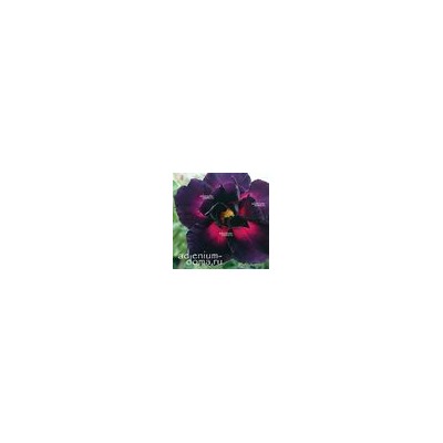 Adenium Obesum Double Flower BLACK RABBIT