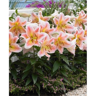 Луковицы Лилия восточная Салмон Парти, фасовка: 1 шт, арт.: 73875