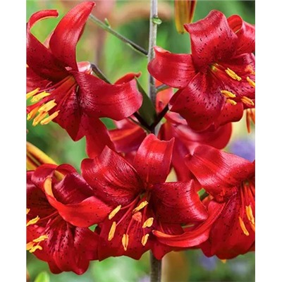 Луковицы Лилия тигровая Ред Флейвор, фасовка: 1 луковица, арт.: 70323