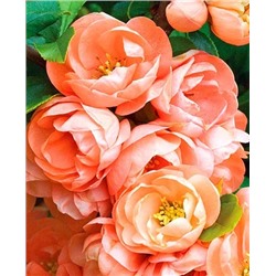 Саженцы Айва прекрасная Гейша, арт.: 8976