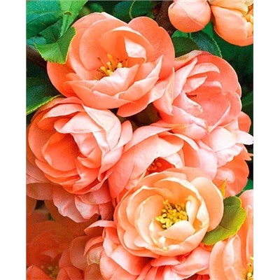 Саженцы Айва прекрасная Гейша, арт.: 8976