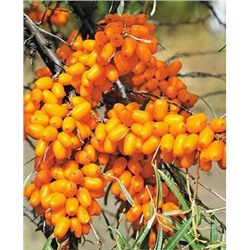 Саженцы Облепиха Елизавета, арт.: 316