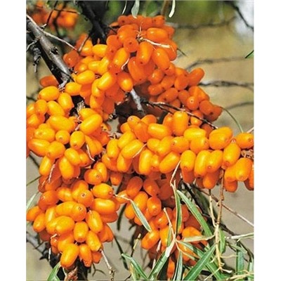 Саженцы Облепиха Елизавета, арт.: 316