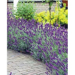 Саженцы Лаванда узколистная Эрли Блю Сцент, арт.: 69778