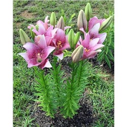 Луковицы Лилия ЛА-гибрид Свит Шугар, фасовка: 1 саженец, арт.: 74660