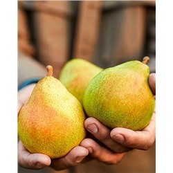 Саженцы Груша Москвичка, арт.: 74561