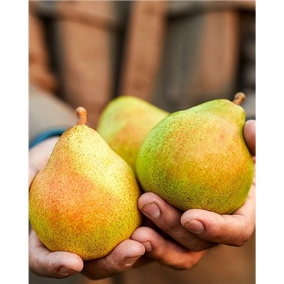 Саженцы Груша Москвичка, арт.: 74561