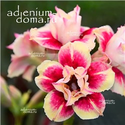 Adenium Obesum Double Flower STAR DUST