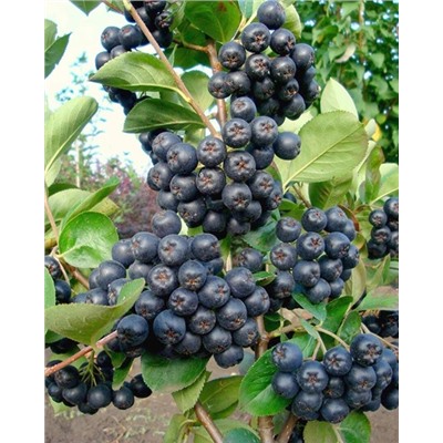 Саженцы Арония Галичанка, арт.: 74573