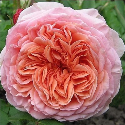 Abraham Darby "Абрахам Дерби"