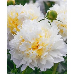 Пион травянистый Чеддер Чиз, арт.: 73256