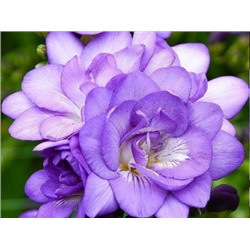 Фрезия махровая голубая "Freesia Blue" 10шт