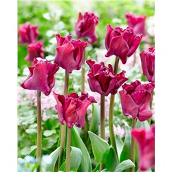 Луковицы Тюльпан триумф Краун оф Негрита, арт.: 75160