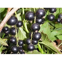 Смородина черная Ажурная