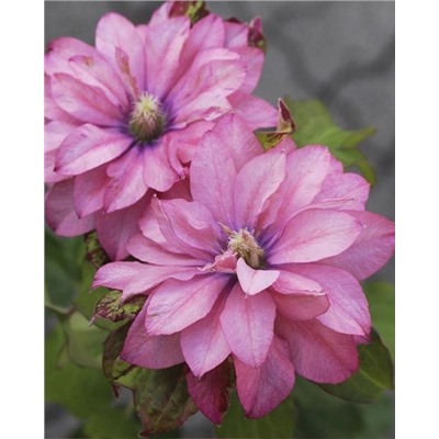 Саженцы Клематис Пинк Пэшн, арт.: 74874