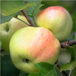 Яблоня колонновидная Лукомор, арт.: 75109