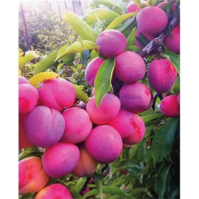 Саженцы Комплект полукарликовых слив №6: Маньчжурская красавица, Скромница, арт.: 69215