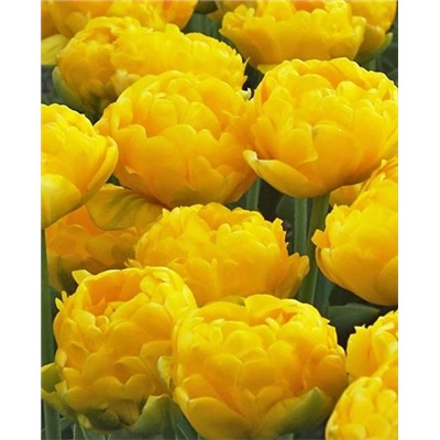 Луковицы Тюльпан махровый поздний Йеллоу Помпонет, арт.: 73205
