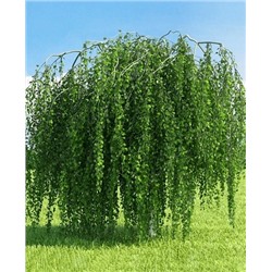 Саженцы Берёза карликовая Повислая, арт.: 933