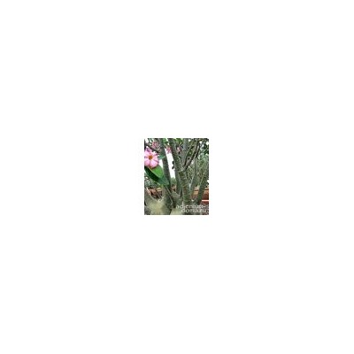 Adenium Arabicum YAK SING BURI
