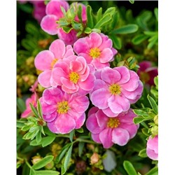 Саженцы Лапчатка кустарниковая Пинк Парадайз, арт.: 69749