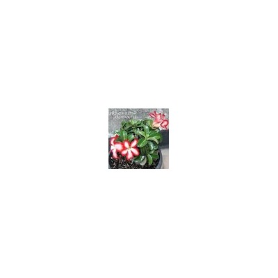 Adenium Obesum Desert Rose MINI SIZE SUNUP STAR (Мини, карликовый)