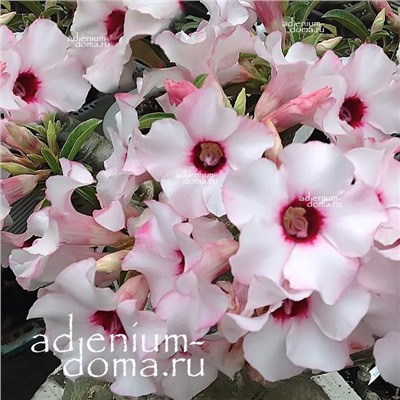 Adenium Obesum Desert Rose SNOW CHERRY