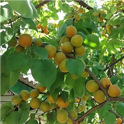 Абрикос Белый Шалах