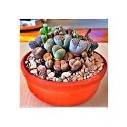 Семена Литопсов (100 шт), Rare Mix Lithops Seeds, произв. KIDDOS CASTLE