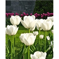 Луковицы Тюльпан триумф Антарктика, арт.: 73208