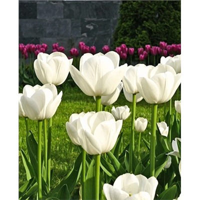 Луковицы Тюльпан триумф Антарктика, арт.: 73208