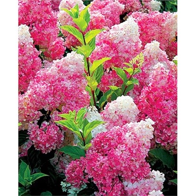 Саженцы Гортензия метельчатая Ванила фрайз, арт.: 8736