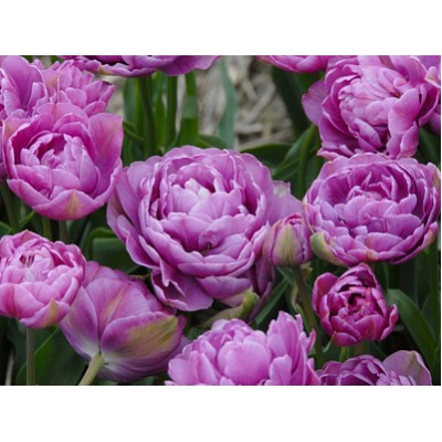 Тюльпан Lilac Perfection "Лайлек Перфекшн" 5шт