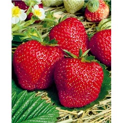 Саженцы Клубники (Земляники) садовой Вима Занта, арт.: 11046