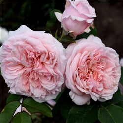 Claire Rose "Клэр Роуз"