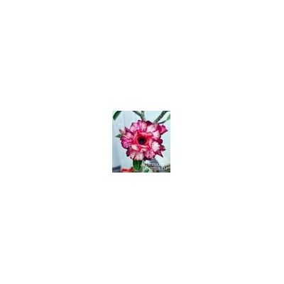 Adenium Obesum Double Flower TC-21