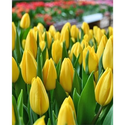 Луковицы Тюльпан триумф Стронг Голд, арт.: 73210