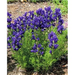 Змееголовник Харкевича, арт.: 8926