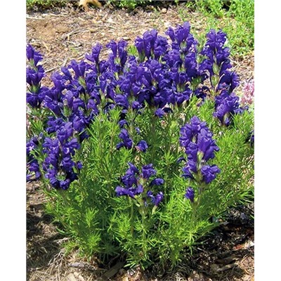 Змееголовник Харкевича, арт.: 8926