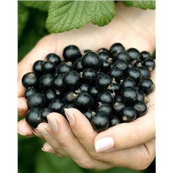 Саженцы Смородина Бен Тиррен, арт.: 74544