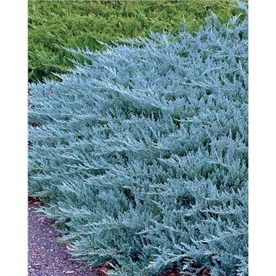 Саженцы Можжевельник горизонтальный Блю Чип, арт.: 74876