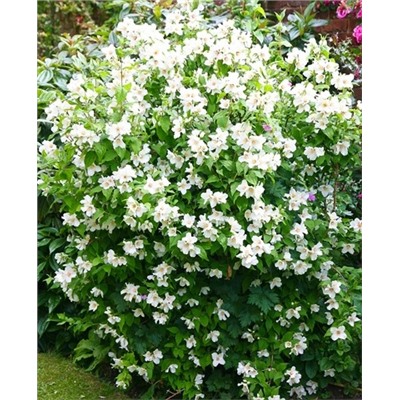 Саженцы Жасмин Бель Этуаль, арт.: 6520