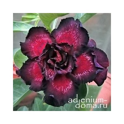 Adenium Obesum Double Flower NEW-10