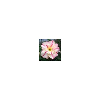 Adenium Obesum Double Flower NEW-02
