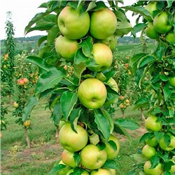 Яблоня колонновидная Лукомор, арт.: 75109