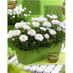 Корни (саженцы) Нивяник наибольший Ласпайдер, арт.: 74720